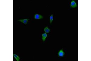 Immunofluorescent analysis of Hela cells using ABIN7148034 at dilution of 1:100 and Alexa Fluor 488-congugated AffiniPure Goat Anti-Rabbit IgG(H+L) (CBWD2 Antikörper  (AA 96-395))
