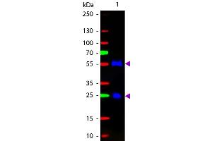 Western blot of Fluorescein conjugated Rabbit F(ab’)2 Anti-Goat IgG Pre-Adsorbed secondary antibody. (Kaninchen anti-Ziege IgG (Heavy & Light Chain) Antikörper (FITC) - Preadsorbed)