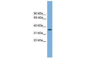 Western Blotting (WB) image for anti-Sprouty RTK Signaling Antagonist 4 (SPRY4) (Middle Region) antibody (ABIN2784290)