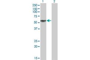 Western Blot analysis of KLF12 expression in transfected 293T cell line by KLF12 monoclonal antibody (M01), clone 3E4. (KLF12 Antikörper  (AA 1-90))