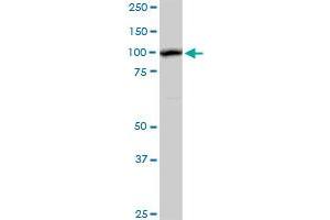 AHI1 MaxPab rabbit polyclonal antibody. (AHI1 Antikörper  (AA 1-609))