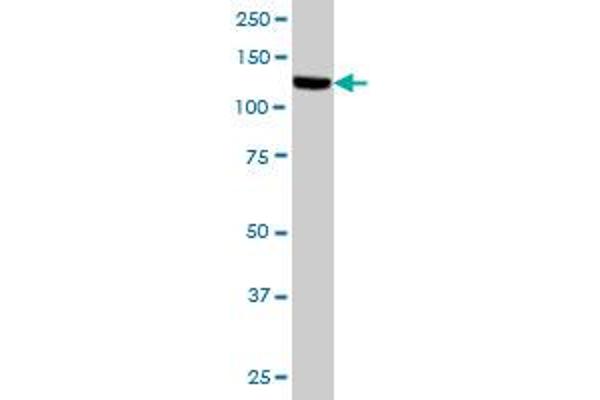 TAO Kinase 1 (TAOK1) (AA 892-1001) Antikörper