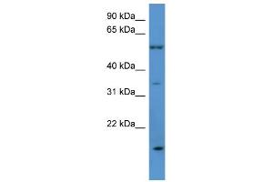 WB Suggested Anti-OR2J2 Antibody Titration: 0. (OR2J2 Antikörper  (C-Term))