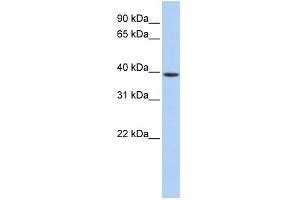 WB Suggested Anti-GNAO1 Antibody Titration: 0. (GNAO1 Antikörper  (Middle Region))