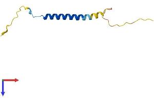 FXYD7 Protein (AA 1-80) (Fc Tag)