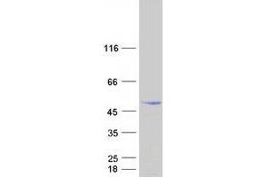 Validation with Western Blot (C7ORF25 Protein (Transcript Variant 2) (Myc-DYKDDDDK Tag))