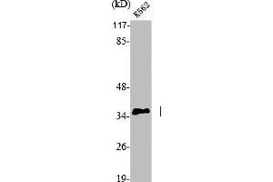 Western Blot analysis of K562 cells using p35 Polyclonal Antibody (CDK5R1 Antikörper  (N-Term))
