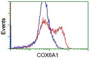 HEK293T cells transfected with either RC210485 overexpress plasmid (Red) or empty vector control plasmid (Blue) were immunostained by anti-COX6A1 antibody (ABIN2452915), and then analyzed by flow cytometry. (COX6A1 Antikörper)