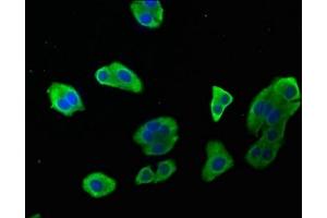 Immunofluorescence staining of HepG2 cells with ABIN7146968 at 1:142, counter-stained with DAPI. (Caspase 9 Antikörper  (AA 113-324))