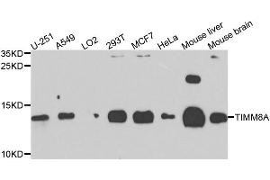 Western blot analysis of extracts of various cell lines, using TIMM8A antibody.