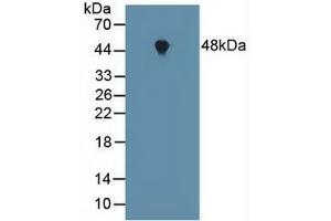 Western blot analysis of Mouse Heart Tissue. (FNTA Antikörper  (AA 51-366))