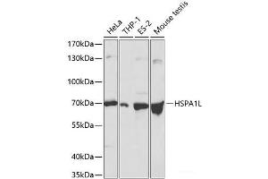 Western blot analysis of extracts of various cell lines using HSPA1L Polyclonal Antibody at dilution of 1:500. (HSPA1L Antikörper)