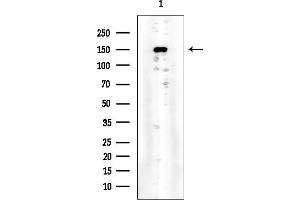 anti-Phospholipase C gamma 2 (PLCG2) (C-Term) antibody
