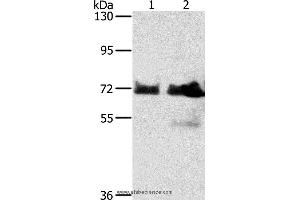 Western blot analysis of Hela and Raji cell, using BRAF Polyclonal Antibody at dilution of 1:400 (BRAF Antikörper)