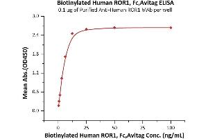 Immobilized Purified A ROR1 MAb at 1 μg/mL (100 μL/well) can bind Biotinylated Human / Cynomolgus / Rhesus macaque ROR1, Fc,Avitag (ABIN3137680,ABIN5674024) with a linear range of 0. (ROR1 Protein (AA 30-403) (Fc Tag,AVI tag,Biotin))
