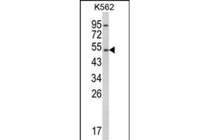 Western blot analysis of CYP2E1 Antibody (C-term) (ABIN652585 and ABIN2842392) in K562 cell line lysates (35 μg/lane). (CYP2E1 Antikörper  (C-Term))