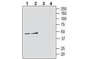 Western Blotting (WB) image for anti-ATPase, Na+/K+ Transporting, beta 3 Polypeptide (ATP1B3) (AA 66-80), (Extracellular) antibody (ABIN7042963)