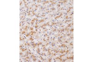 Immunohistochemical analysis of (ABIN655236 and ABIN2844840) on paraffin-embedded human liver tissue was performed on the Leica®BOND RXm. (CLEC4F Antikörper  (C-Term))