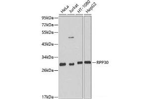 Western blot analysis of extracts of various cell lines using RPP30 Polyclonal Antibody at dilution of 1:1000. (RPP30 Antikörper)