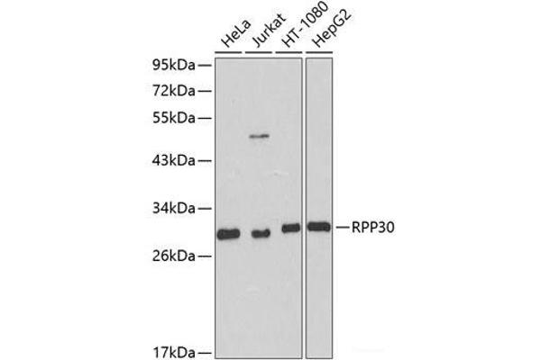RPP30 anticorps