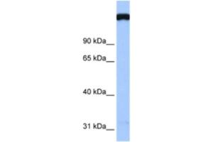Western Blotting (WB) image for anti-TAF1 RNA Polymerase II, TATA Box Binding Protein (TBP)-Associated Factor, 250kDa (TAF1) antibody (ABIN2460481) (TAF1 Antikörper)