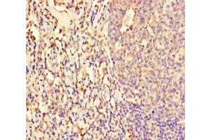 Immunohistochemistry of paraffin-embedded human tonsil tissue using ABIN7161762 at dilution of 1:100 (NFIX Antikörper  (AA 201-440))