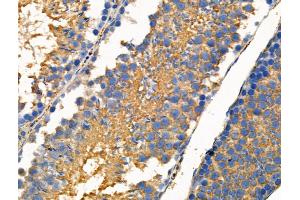 Phospho-FGF23 (Ser212) Antibody at 1/100 staining Mouse testis tissue by IHC-P. (FGF23 Antikörper  (pSer212))