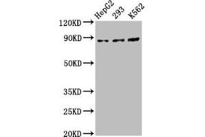 Western Blot Positive WB detected in: HepG2 whole cell lysate, 293 whole cell lysate, K562 whole cell lysate All lanes: CDH7 antibody at 5. (Cadherin 7 Antikörper  (AA 146-296))