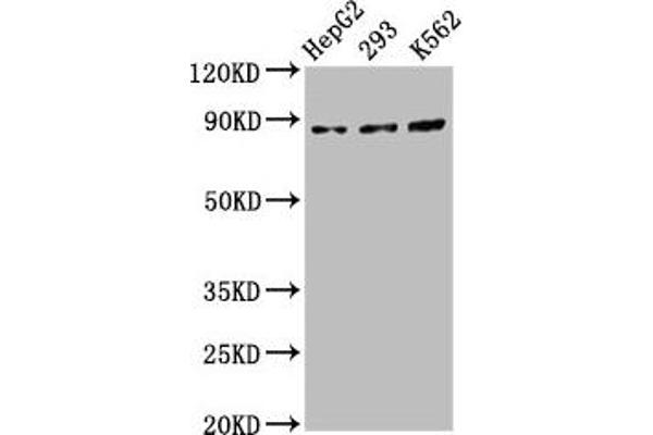 Cadherin 7 anticorps  (AA 146-296)