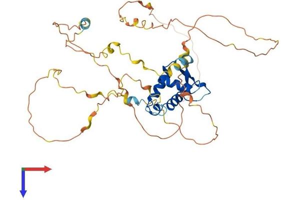 FOXJ1 Protein (AA 1-421) (His tag)