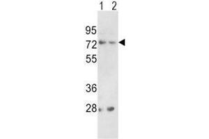 Western blot analysis of PCSK2 antibody and (1) 293 and (2) K562 lysate (PCSK2 Antikörper  (AA 318-346))