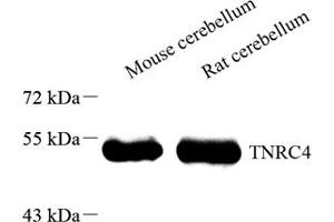 CELF3 Antikörper