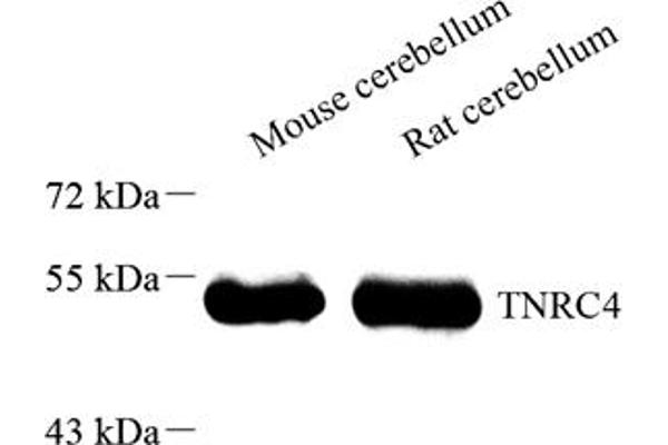 CELF3 Antikörper