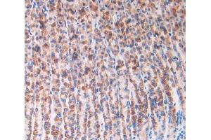 IHC-P analysis of stomach tissue, with DAB staining. (IL1R1 Antikörper  (AA 119-217))