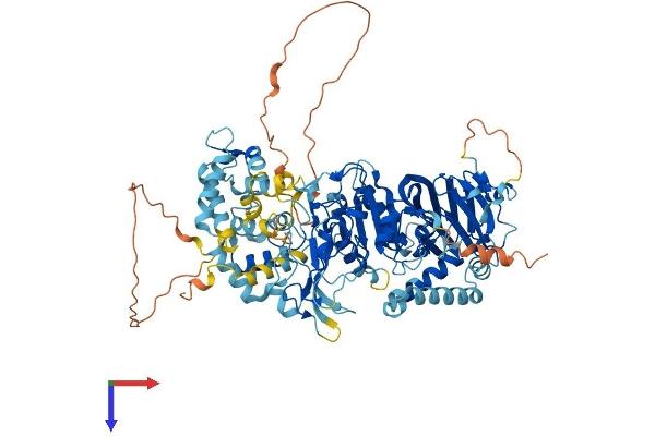 DGKB Protein (AA 1-804) (His tag)