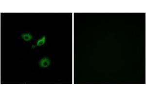 Immunofluorescence (IF) image for anti-Olfactory Receptor, Family 10, Subfamily AD, Member 1 (OR10AD1) (AA 141-190) antibody (ABIN2890914) (OR10AD1 Antikörper  (AA 141-190))