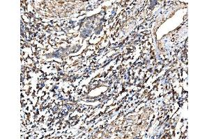 IHC analysis of RPL32 using anti-RPL32 antibody (ABIN7601826).
