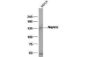 MDCK cell lysates, probed with Nephrin Polyclonal Antibody, unconjugated at 1:500 overnight at 4°C followed by a conjugated secondary antibody for 60 minutes at 37°C. (Nephrin Antikörper  (AA 451-550))
