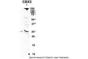 Western Blotting (WB) image for anti-Chromobox Homolog 5 (CBX5) (Middle Region) antibody (ABIN2779672) (CBX5 Antikörper  (Middle Region))