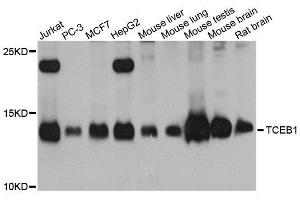 Western blot analysis of extracts of various cell lines, using TCEB1 antibody. (TCEB1 Antikörper  (AA 1-112))