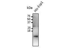 Anti-Espl Ab at 1/1,000 dllution, 20 ng of recombinant protein per lane, rabbit polyclonal to goat lgG (HRP) at 1/10,000 dilution, (Separase Antikörper)