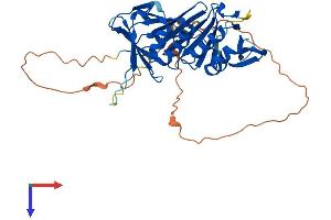 RAD9A Protein (AA 1-389) (His tag)