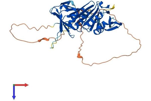 RAD9A Protein (AA 1-389) (His tag)