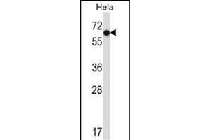 NR0B1 Antibody (Center) (ABIN657696 and ABIN2846687) western blot analysis in Hela cell line lysates (35 μg/lane). (NR0B1 Antikörper  (AA 304-333))