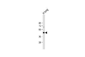 Anti-ALDH3A1 Antibody (Center) at 1:1000 dilution + human lung lysate Lysates/proteins at 20 μg per lane.