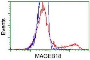 HEK293T cells transfected with either RC206329 overexpress plasmid (Red) or empty vector control plasmid (Blue) were immunostained by anti-MAGEB18 antibody (ABIN2454279), and then analyzed by flow cytometry. (MAGEB18 Antikörper)
