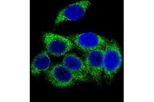 Confocal immunofluorescent analysis of phospho-TSC2 antibody with HeLa cells followed by Alexa Fluor 488-conjugated goat anti-rabbit lgG (green). (Tuberin Antikörper  (pSer1387))