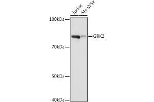 Western blot analysis of extracts of various cell lines, using GRK3 antibody (ABIN7265505) at 1:1000 dilution. (ADRBK2 Antikörper)