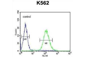 TEX9 Antibody (N-term) flow cytometric analysis of K562 cells (right histogram) compared to a negative control cell (left histogram). (TEX9 Antikörper  (N-Term))