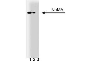 Western Blotting (WB) image for anti-Nuclear Mitotic Apparatus Protein 1 (NUMA1) (AA 10-189) antibody (ABIN968039)